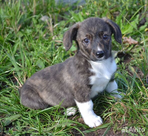 Вельш корги кардиган