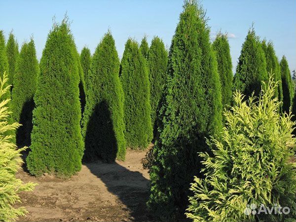 Туя западная Смарагд