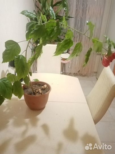 Китайская роза, гибискус