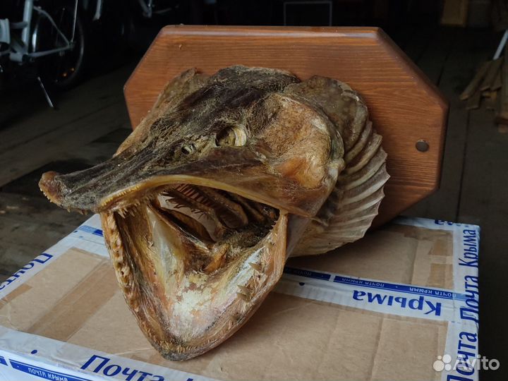 Чучело щучьей головы