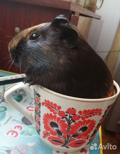 Морская свинка 2,5 месяца