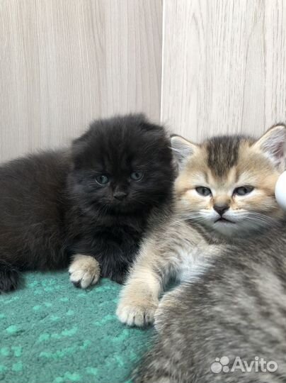 Шотландская золотая шиншилла