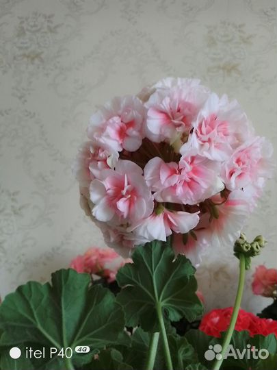 Пеларгония ириол eternite