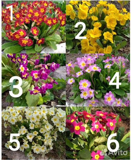 Цветы многолетники в асс.примулы,ирис,флокс,другие