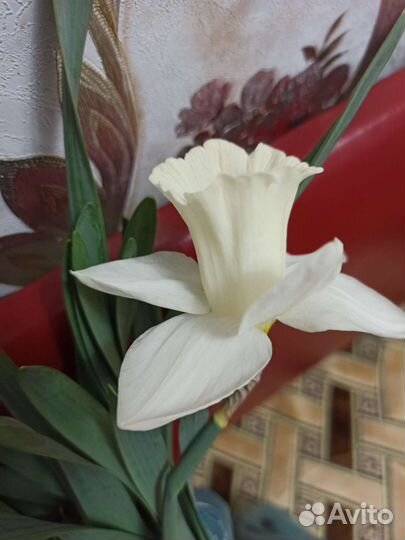 Луковицы нарциссов