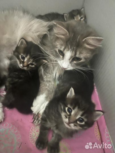 Кошка в дар бесплатно