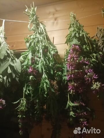 Монарда и другие пряные лечебные травы