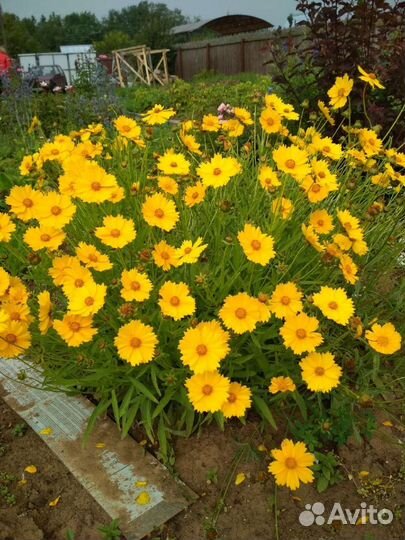 Многолетники в сад