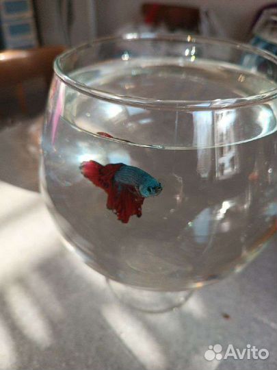 Рыбка-петушок