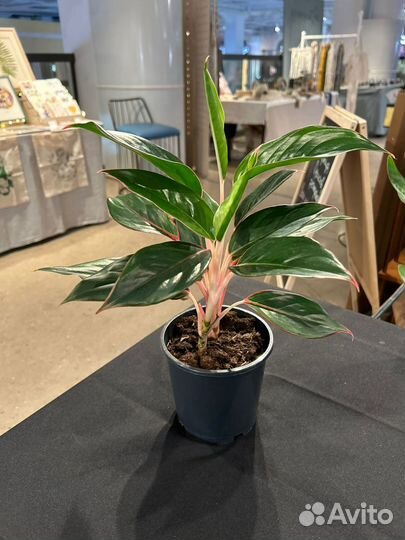 Аглаонема Сиам aurora