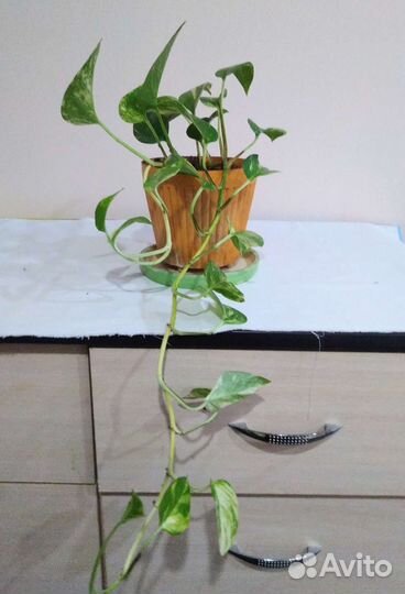 Сциндапиус