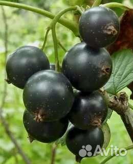 Черная смородина,кустики