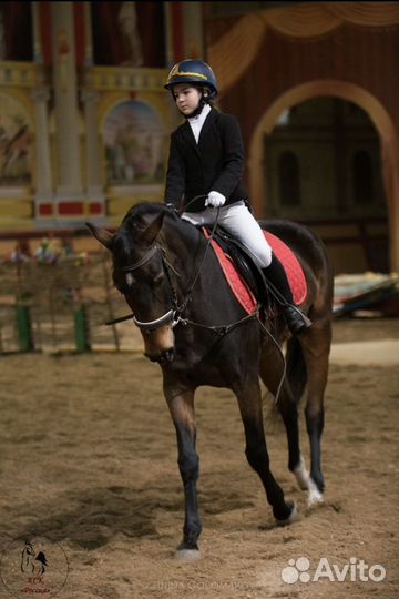 Конный спорт