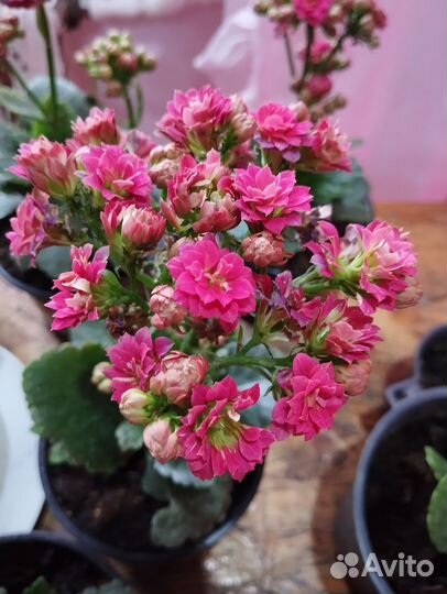 Комнатные цветы