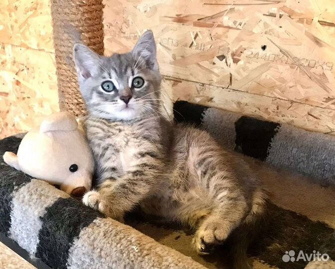 Кошка в дар