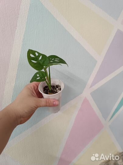 Монстера Адансона