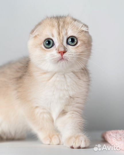 Эксклюзив SFS ay 12