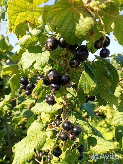 Ягоды с куста