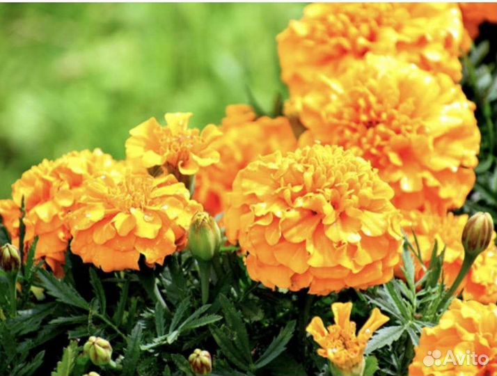 Рассада Бархатцев