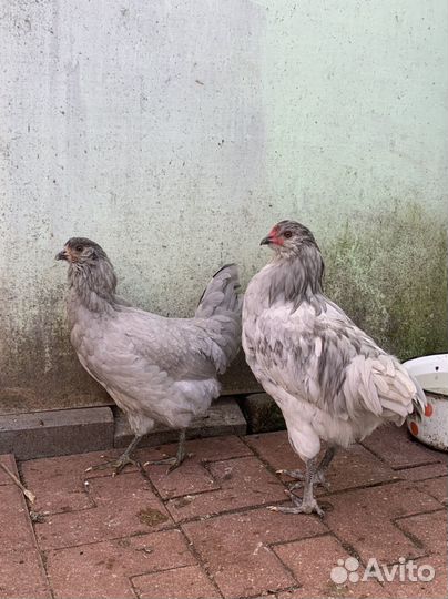 Аммерукана