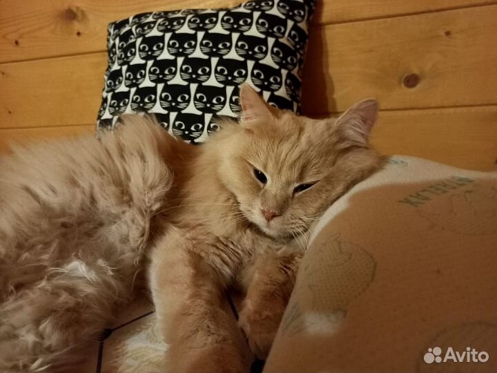 Передержка животных (домашняя зоогостиница)