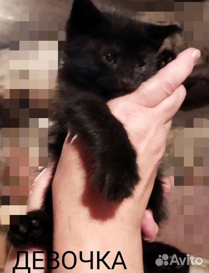 Котята в добрые ручки