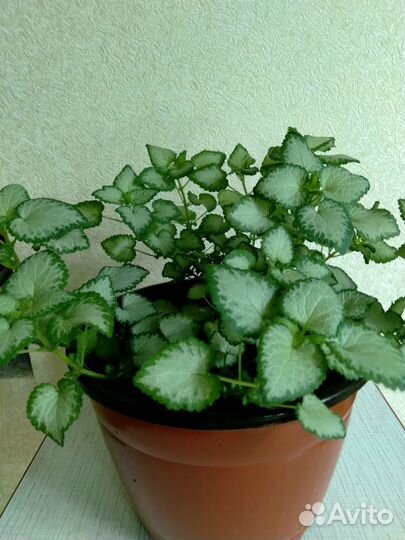 Яснотка, Хауттюния