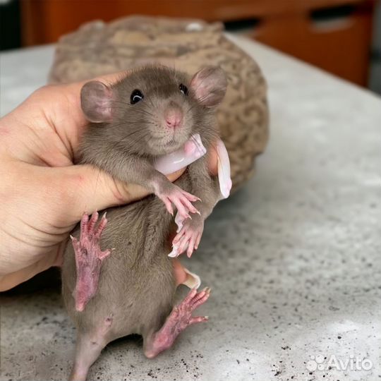 Крыса дамбо с клеткой. Крысята от питомника