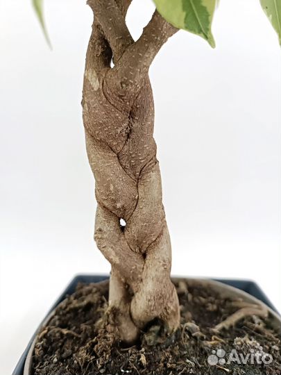 Фикус Бенджамина Экзотика