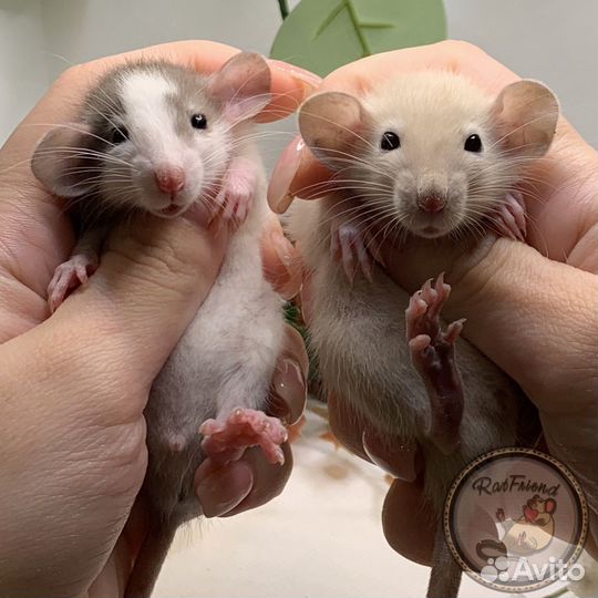 Крысята дамбо, рекс, стандарт. Декоративные крысы