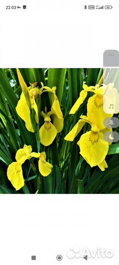 Ирис болотный