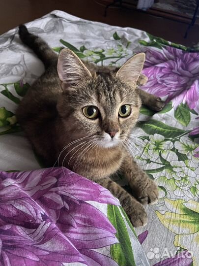 Кошка
