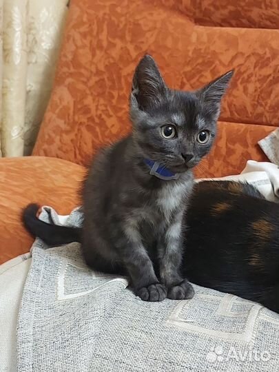 Кошка 4 месяца