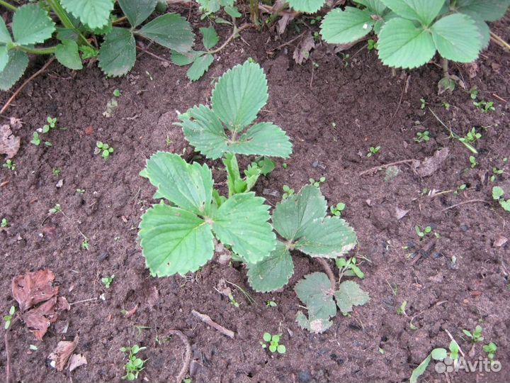 Рассада клубники купчиха, фестивальн