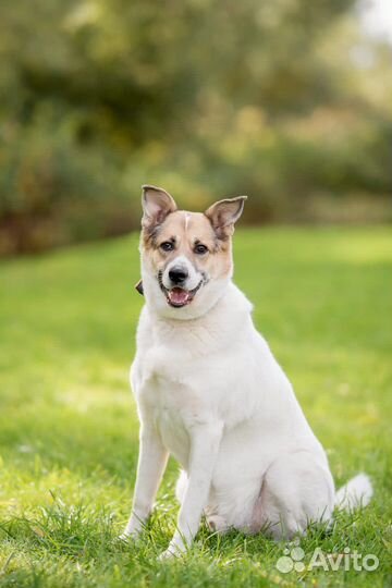 Собака в добрые руки