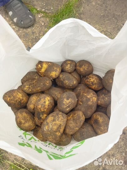 Картофель едовой