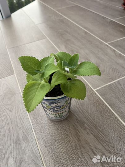 Домашняя мята - плектрантус