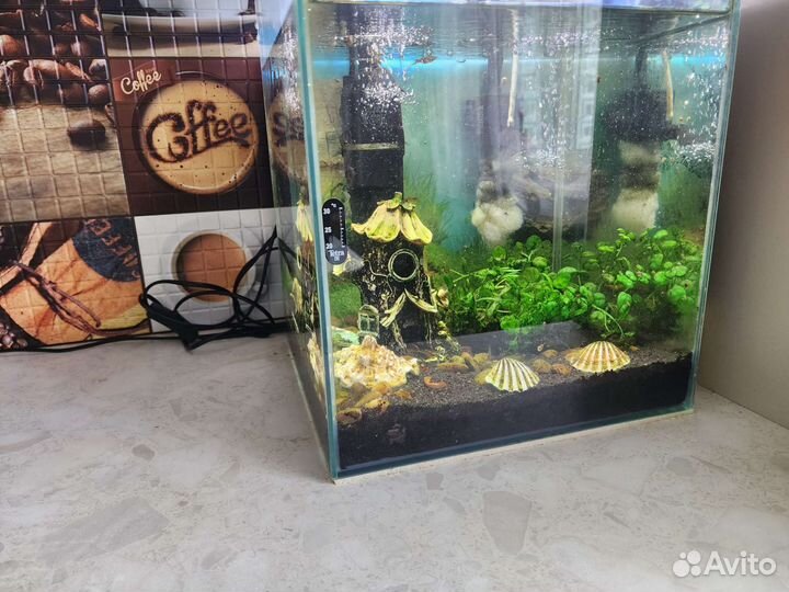 Аквариум с гуппи