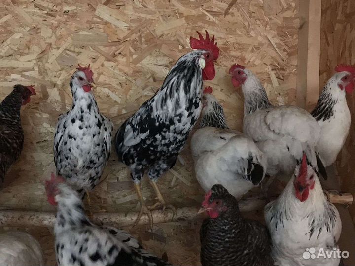 Куры несушки