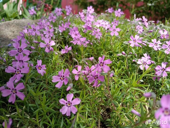 Флокс шиловидный