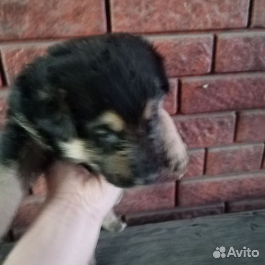 Щенки немецкой овчарки