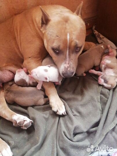 Шикарные щенки ам. стаф. терьера