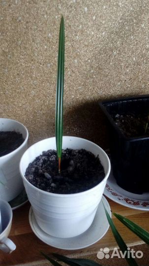 Пальма Вашингтония,Хамеропс