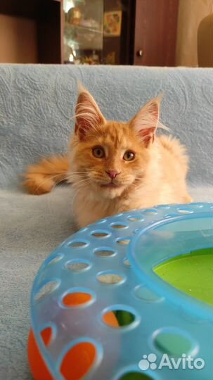 Котята 3 месяца