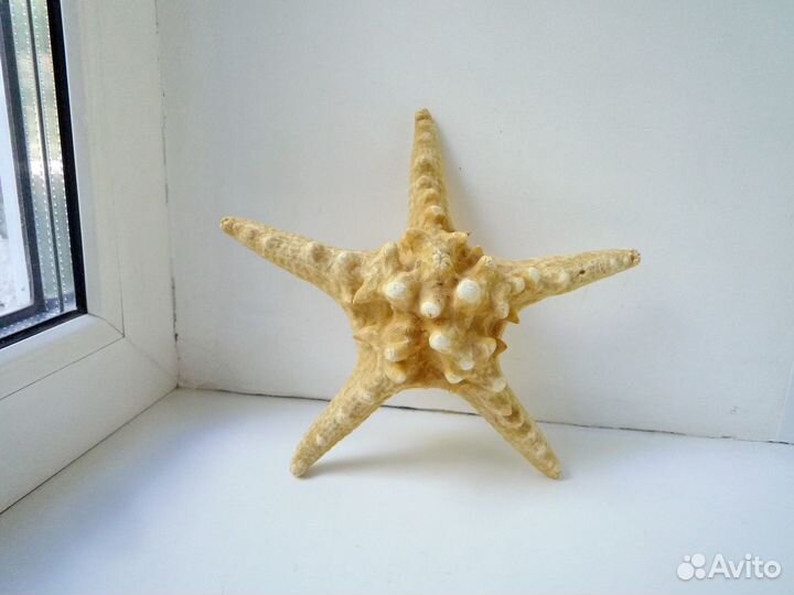 Звезда морская натуральная