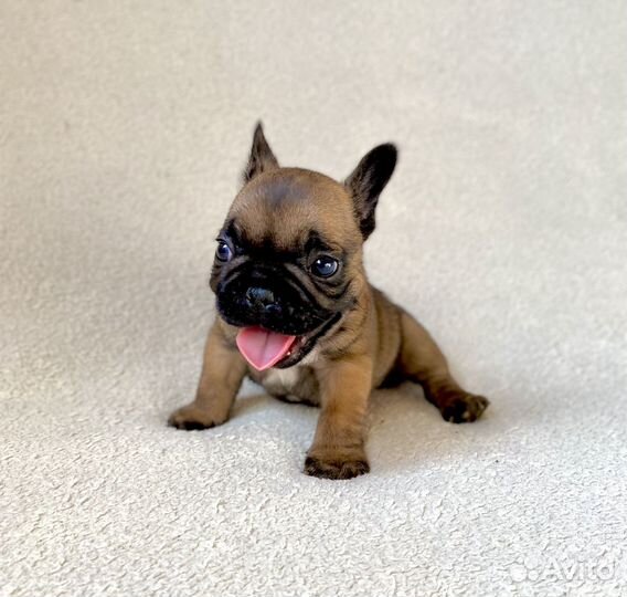 Щенок французского бульдога. Мальчик