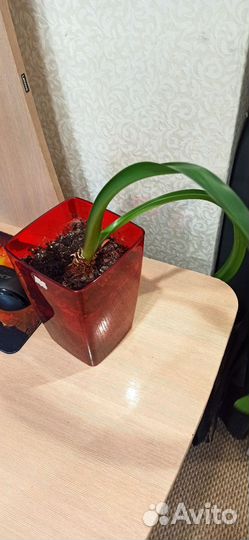 Гибискус китайская роза, гиппеаструм