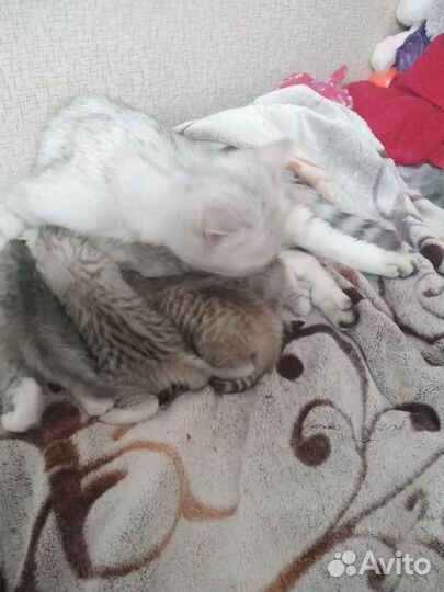 Шотландские вислоухие серебристая шиншилла