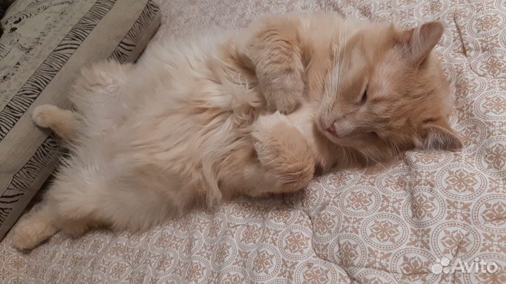 Персик котик