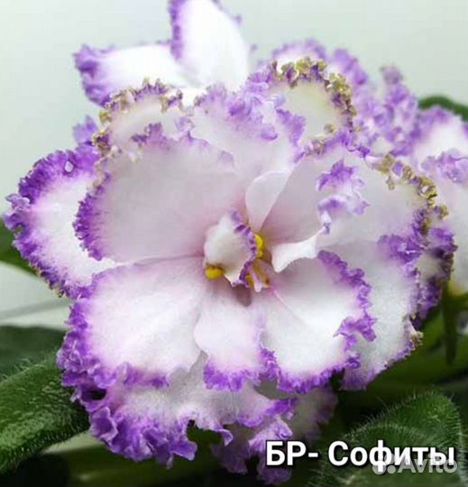 Фиалки листочек - 100